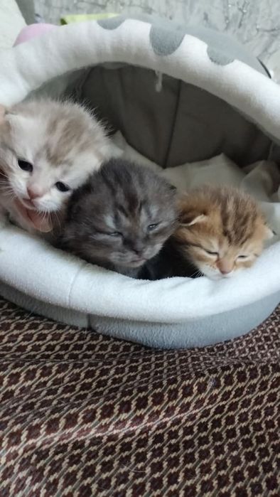 шотландские котята
