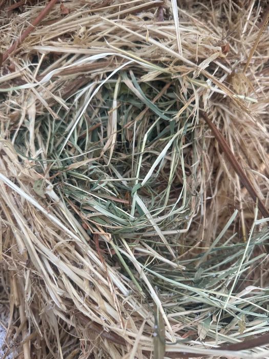 Продается сено 800тг торг есть