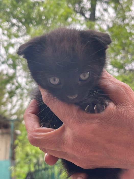 Отдам котят в хорошие руки