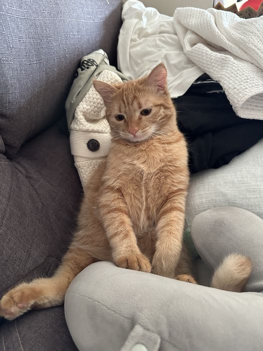 Отдам кота в добрые руки