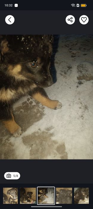 Отдам щенка помесь немецкой овчарки