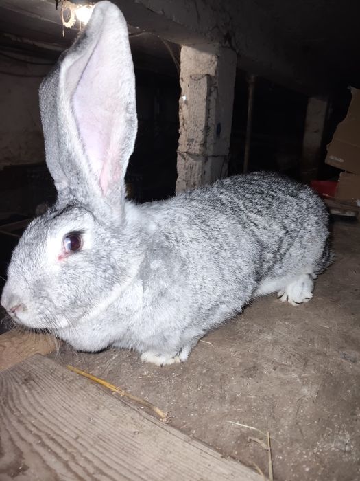 Femele Uriaș German Chinchila