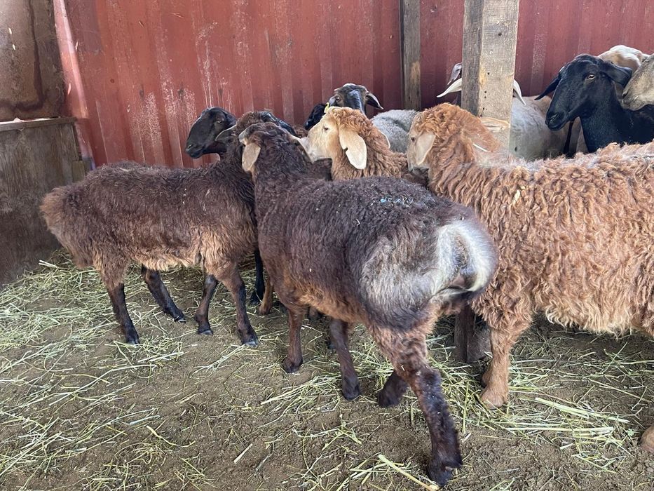 Семіз қой сатылады