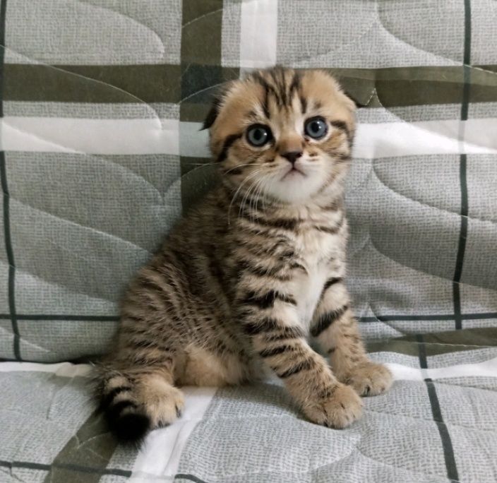 Шотланские мальчик