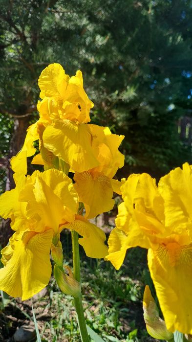 Продам цветы многолетние