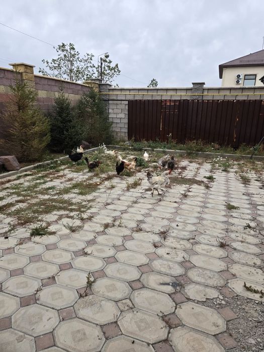 Продам кур и петуха