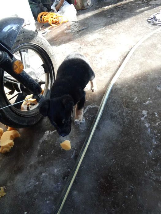 Отдам щенков срочно, девочки