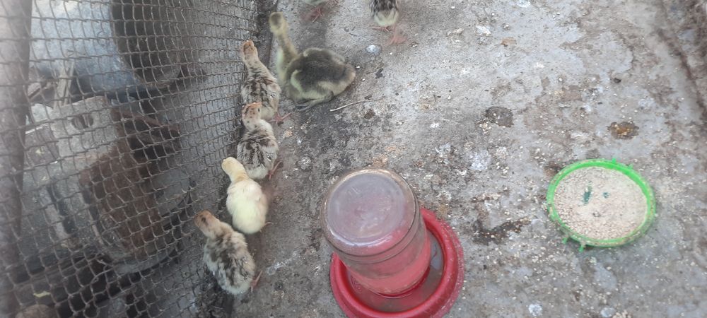 Gusi sotiladi kurka joja ham sotiladi