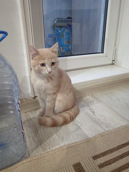 Котенок мальчик ищет дом.