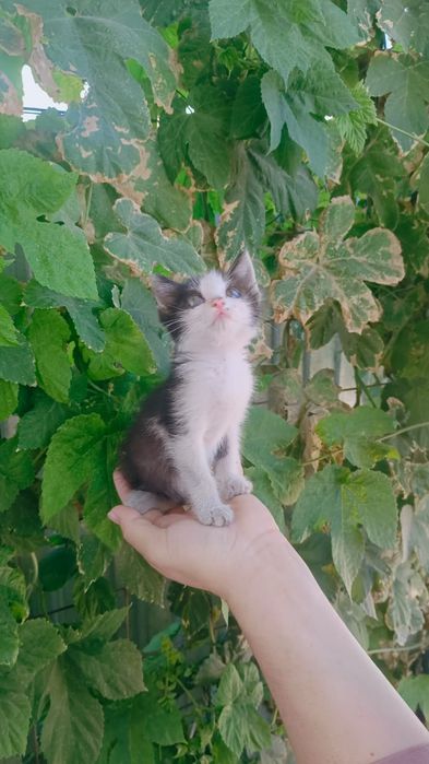 Бесплатно отдам котенка