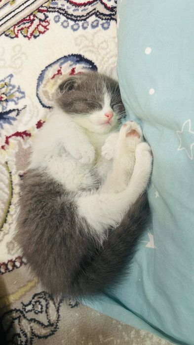 Скоттиш фолд Шотландская вислоухая кошка