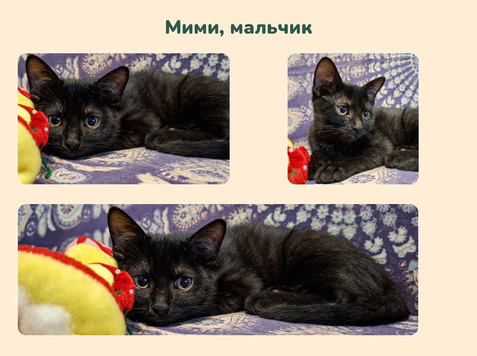 Отдам котят в добрые руки