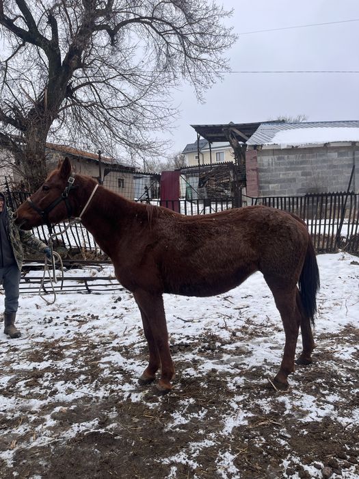 Срочно продается чистокровная кобыла