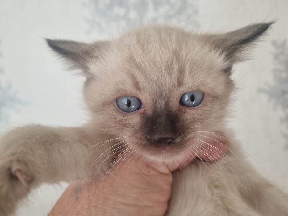 Умные котята в ХОРОШИЕ РУКИ