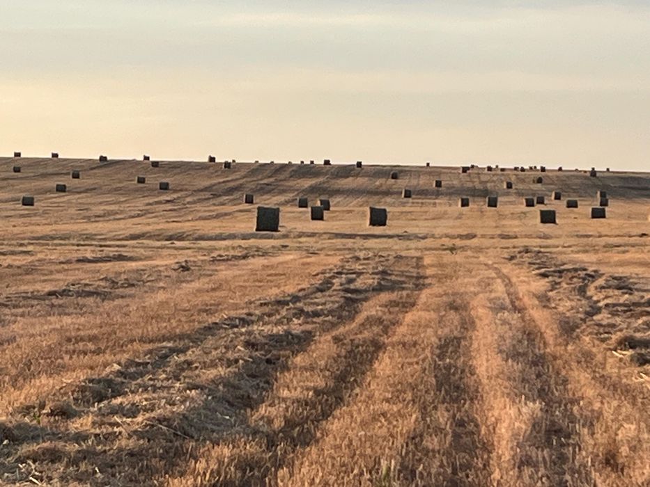 Посевной жерді арендаға беремін