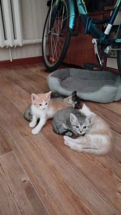 Домашние котята.