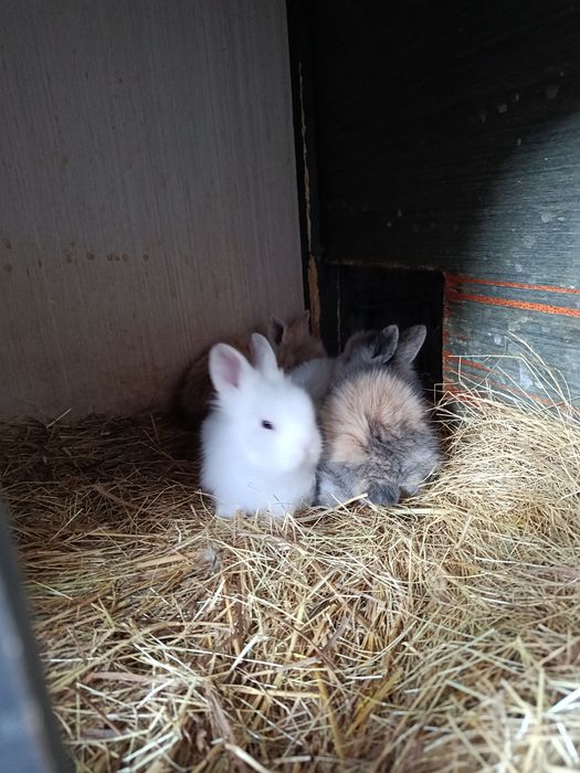 Pui de iepuri cap de leu pitic