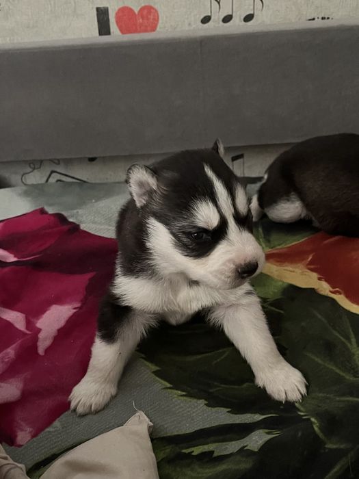 Продам щенков Сибирской хаски