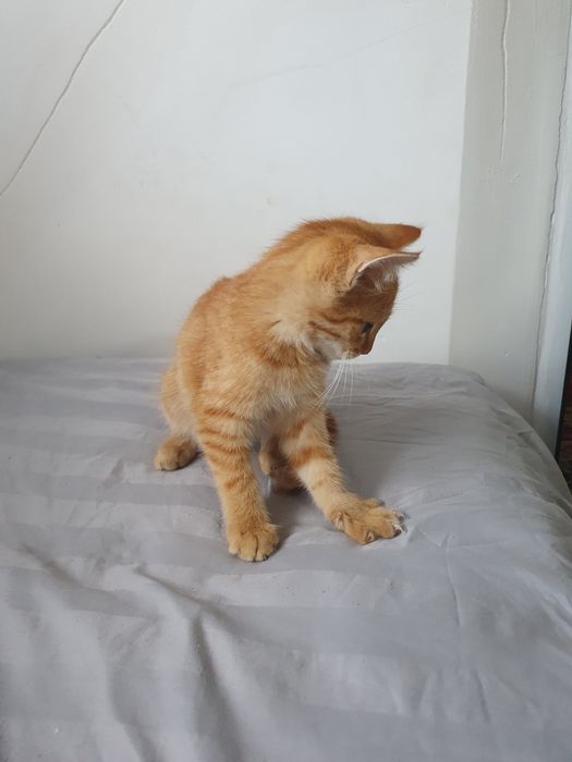 Отдам Котёнка +сумка бесплатно