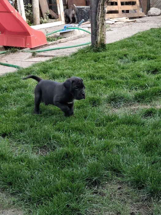 Бебета Кане Корсо