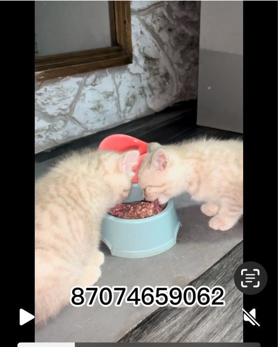 Британские котята прямоухие
