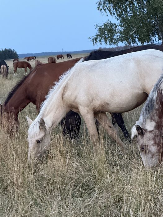 Продам лошадей…