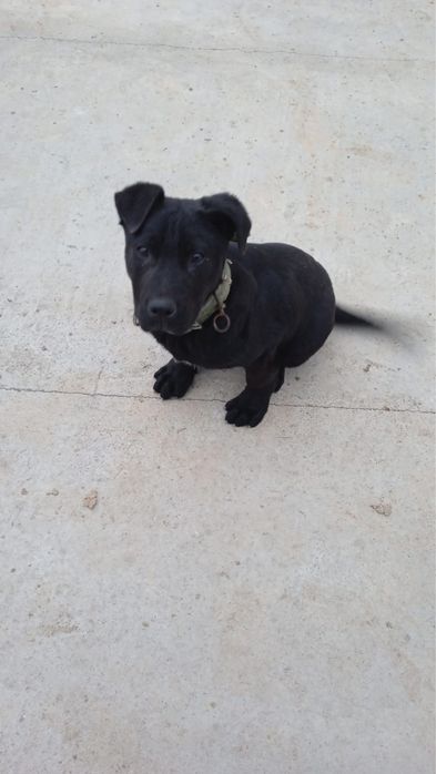 Еркек кушык сатылады