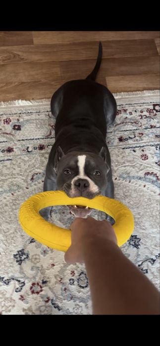 Вязка американский булли