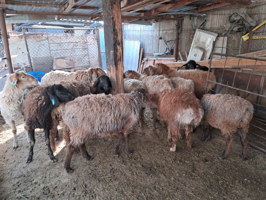 Тусак пен сек сатылады.