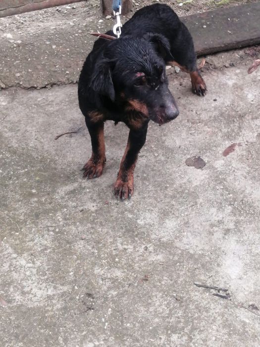 Mascul jagd terrier in varsta de 2 ani pentru vanatoare mistreti