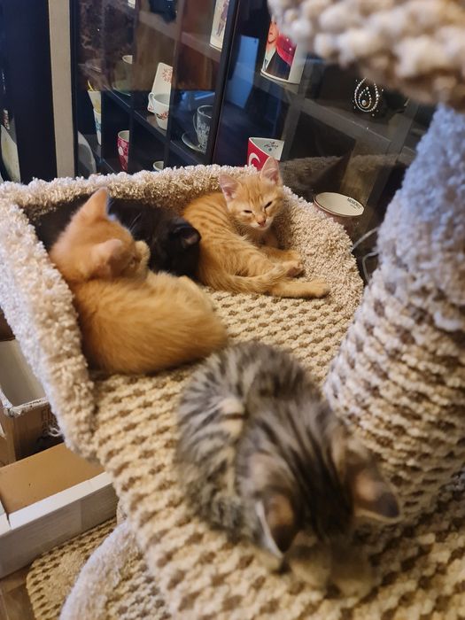 Дарю котят в добрые руки!