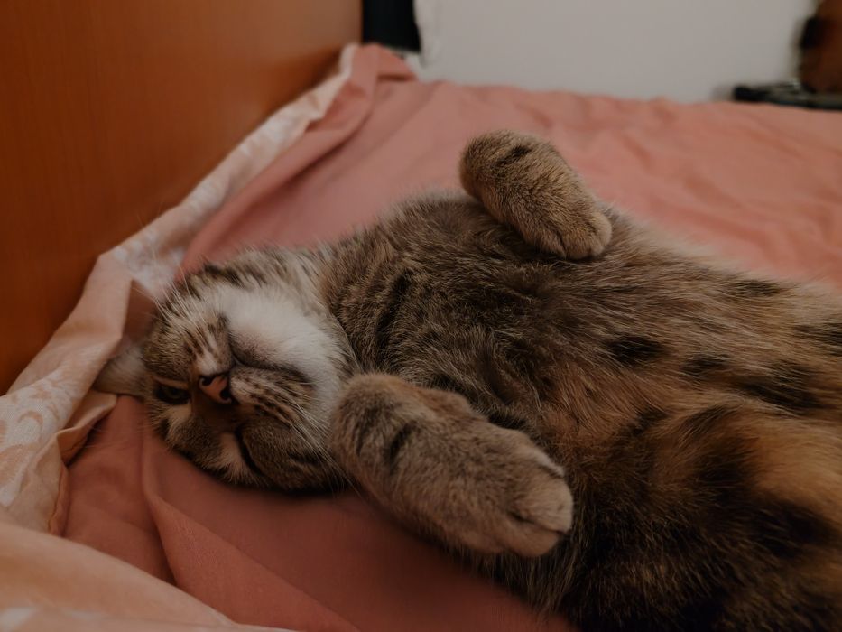 Adoptie Poppy, pisica sociala si dragastoasa