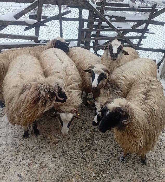 Vand oi breze tinere.