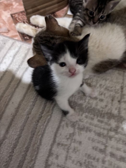 Маленькие Котенки