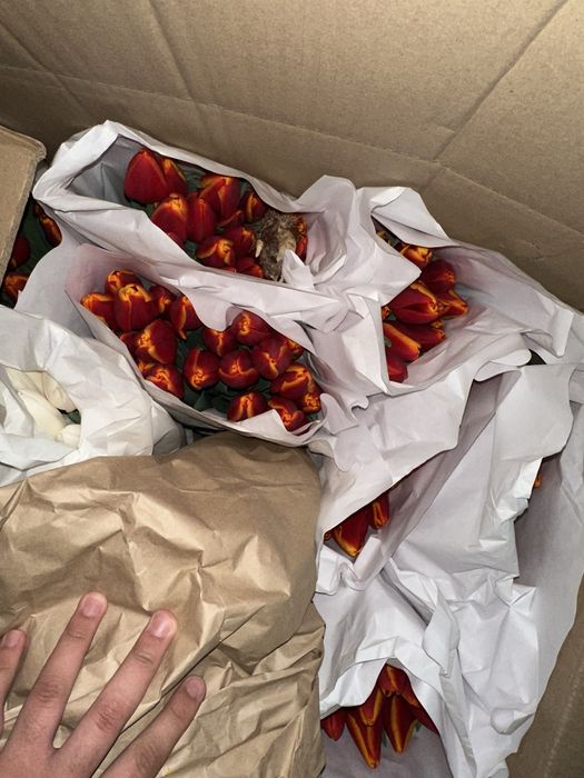 Тюльпаны оптом Алматы