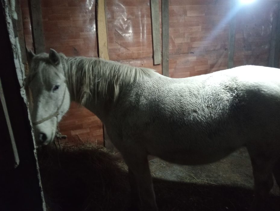 продам лошадей   жамбулскй район