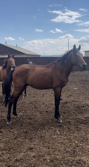 Тазағанды Бесті Айғыр Сатылады