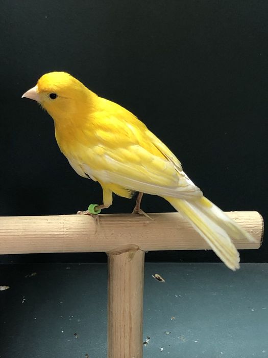 Канарейка (кенор) самец