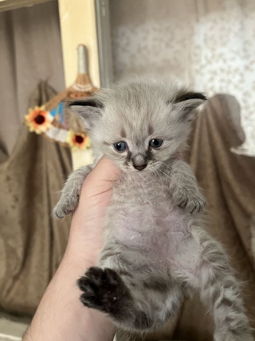 Котята девочки!.