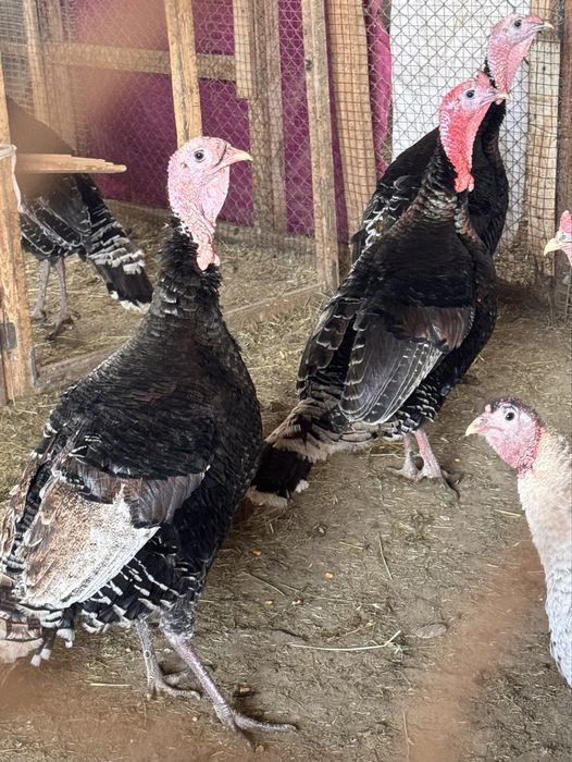 Домашние Индюки