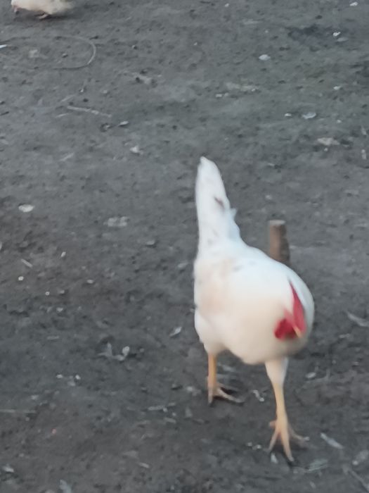 Jöja hörozla sotiladi soğlom hashaki