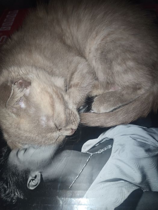 Отдам котят в заботливые руки