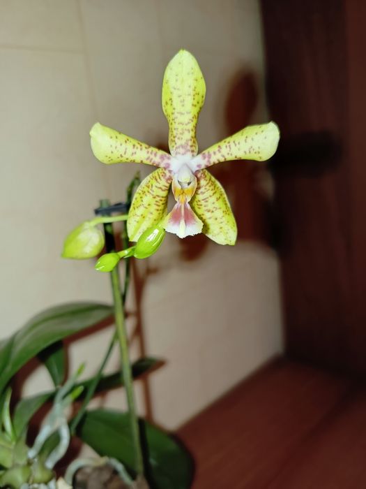 Продам орхидею. Очень много сортов.