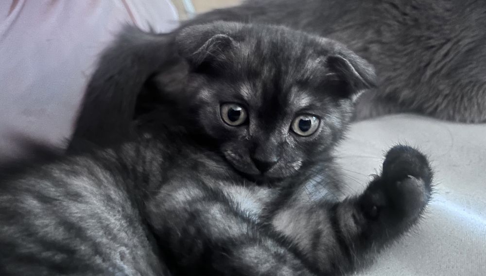 Котенок 2месяца