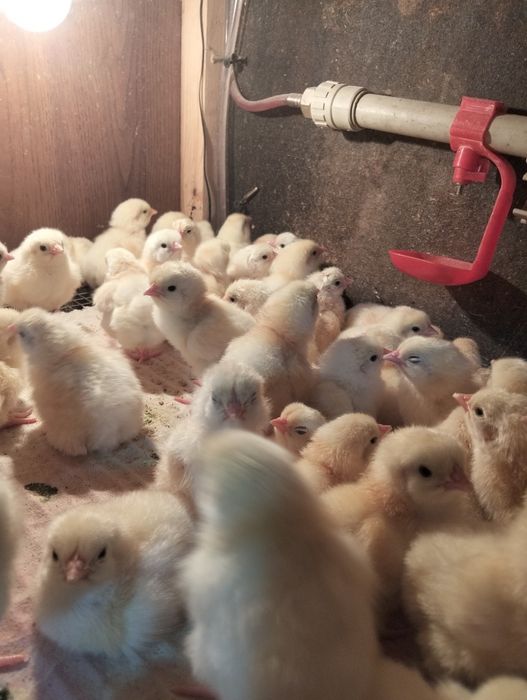 Продам цыплят Адлер серебро