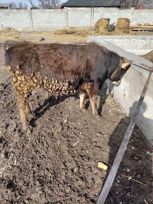 Продам два бычка