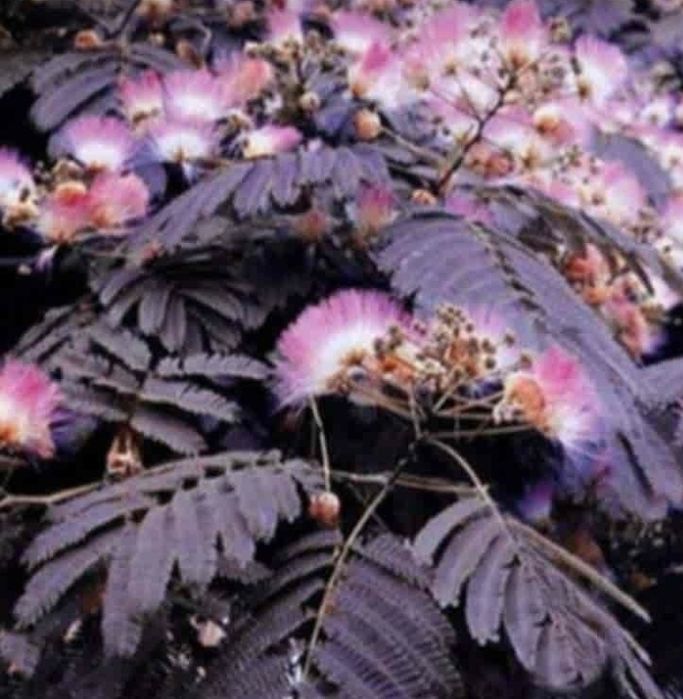 Albitia Arbore De Mătase ( Summer Chocolate )