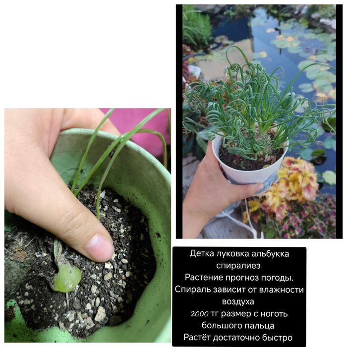 Спатифиллум сплит Милк пролитое молоко split milk