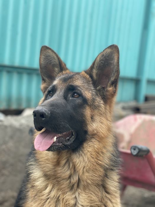 Немецкая овчарка Для Вязки