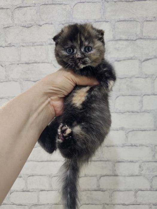 Шотландсая вислоухая девочка